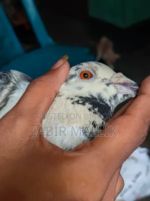Male Racer