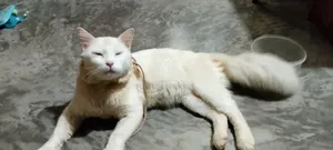 ১+ বছরের পুরুষ বিশুদ্ধ পার্সিয়ান বিড়াল
