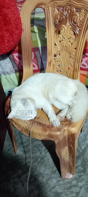 ১+ বছরের পুরুষ বিশুদ্ধ পার্সিয়ান বিড়াল
