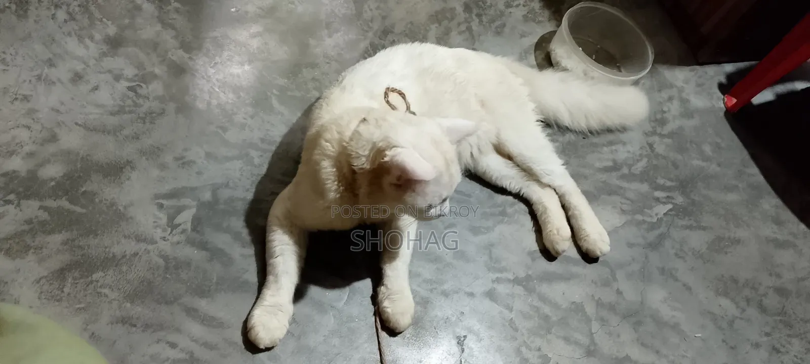 ১+ বছরের পুরুষ বিশুদ্ধ পার্সিয়ান বিড়াল