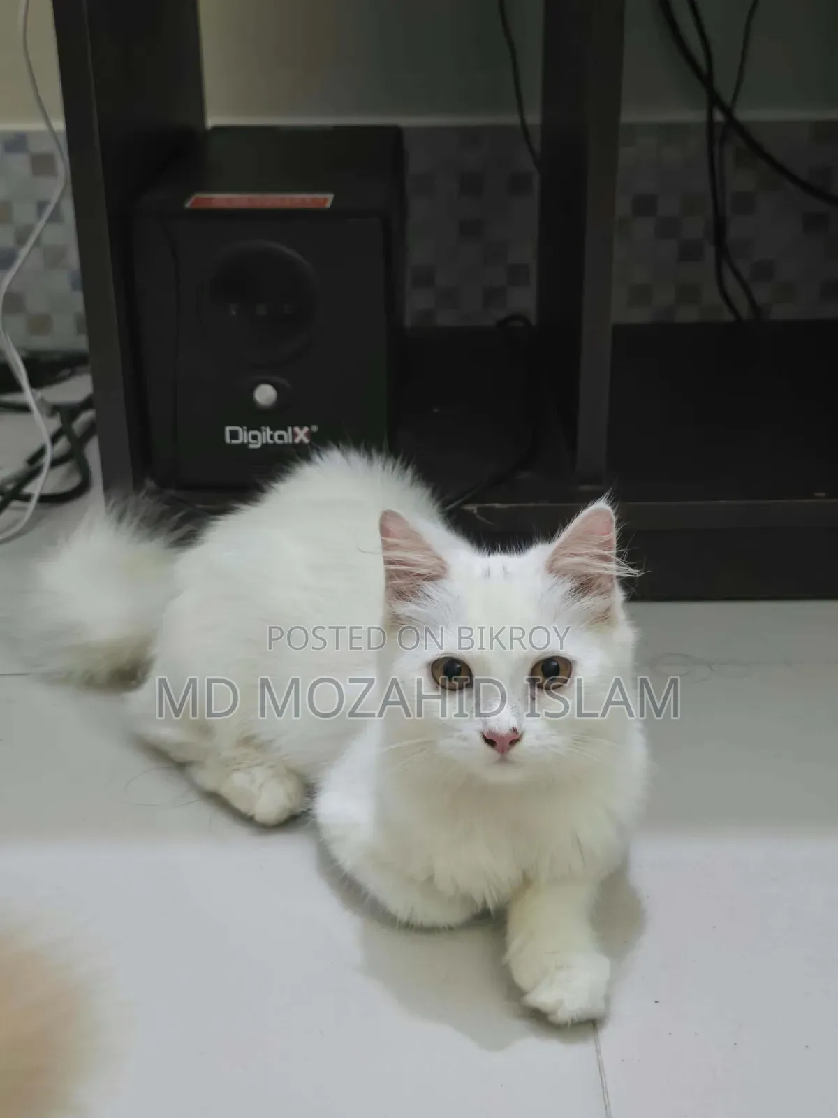 ৩-৬ মাসের মেল মিক্সড ব্রিড পার্সিয়ান
