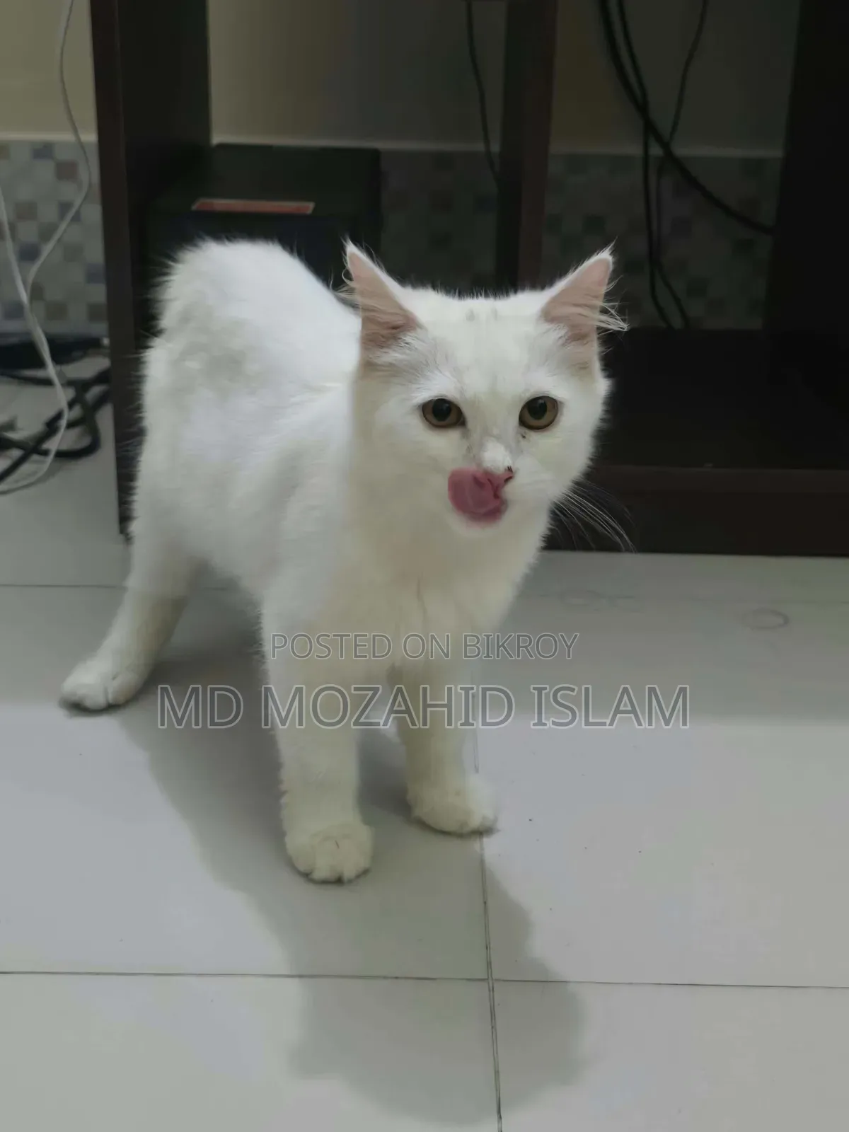 ৩-৬ মাসের মেল মিক্সড ব্রিড পার্সিয়ান