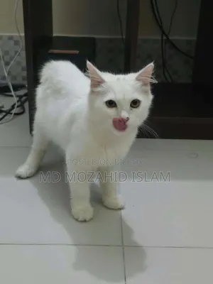 ৩-৬ মাসের মেল মিক্সড ব্রিড পার্সিয়ান
