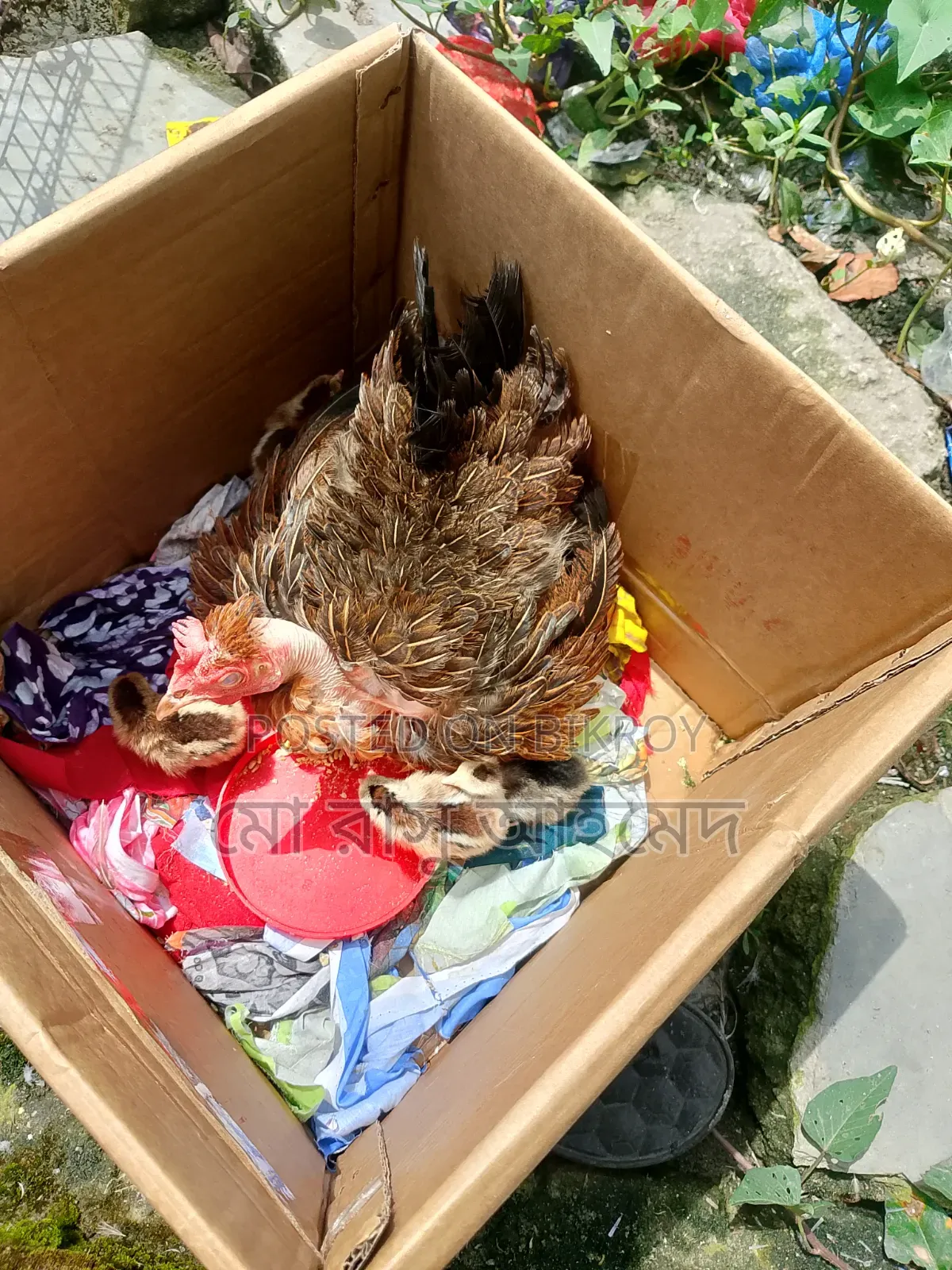 দেশি মুরগি বাচ্চা সহ