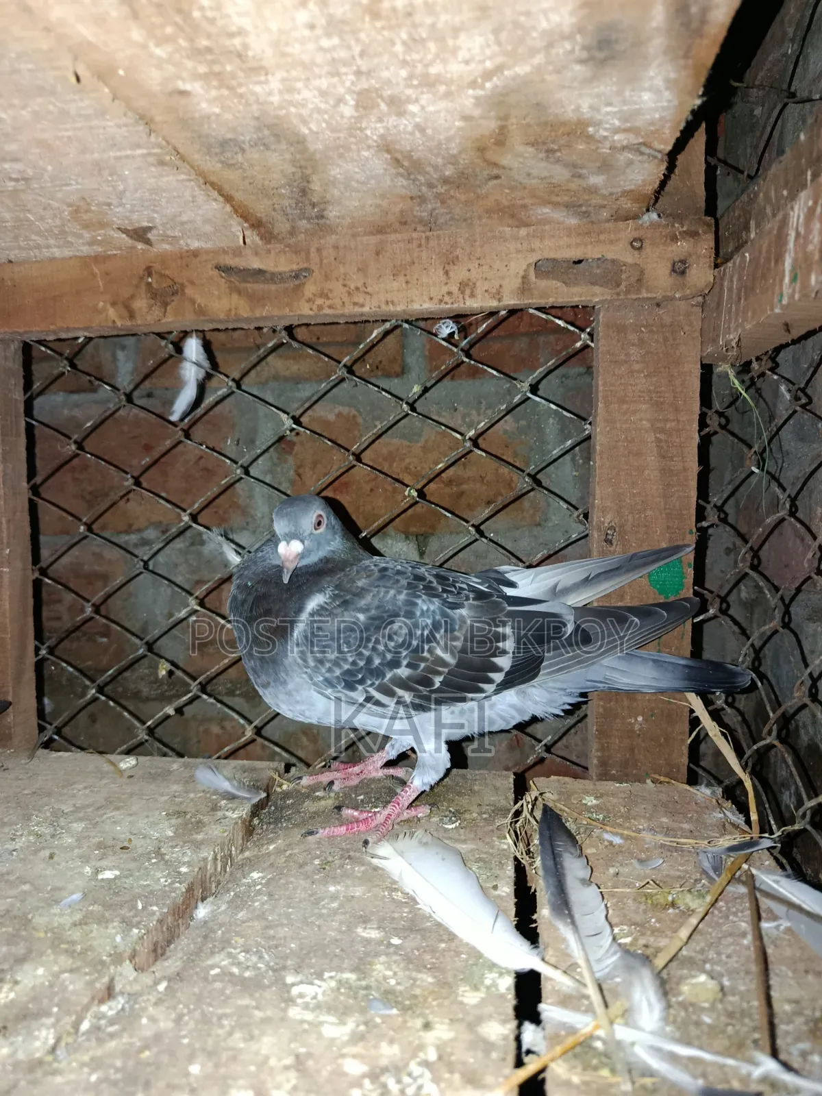 Some pigeons will be sold
