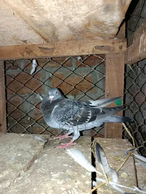 Some pigeons will be sold