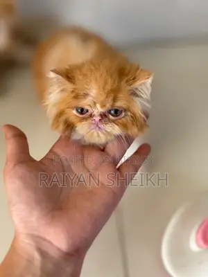 ১-৩ মাসের ফিমেল পিউরব্রেড এক্সোটিক