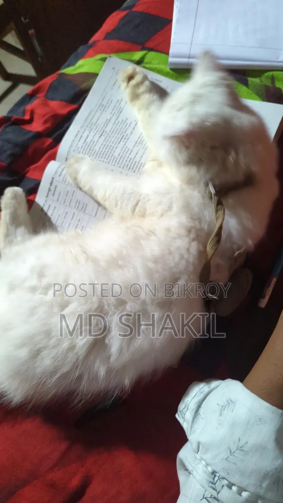 পিওর পারশিয়ান বিড়াল ৬-১২ মাস