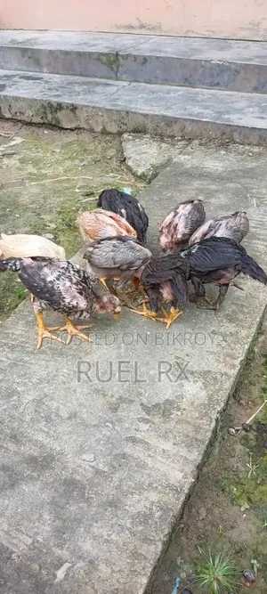 কিছু আসিল শর্টনলের বাচ্চা হাত বদল হবে