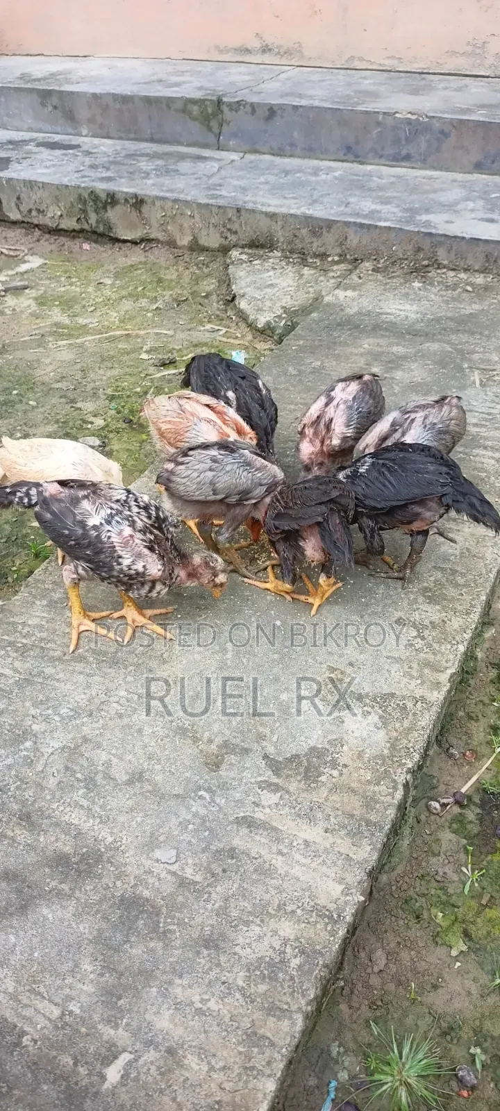 কিছু আসিল শর্টনলের বাচ্চা হাত বদল হবে