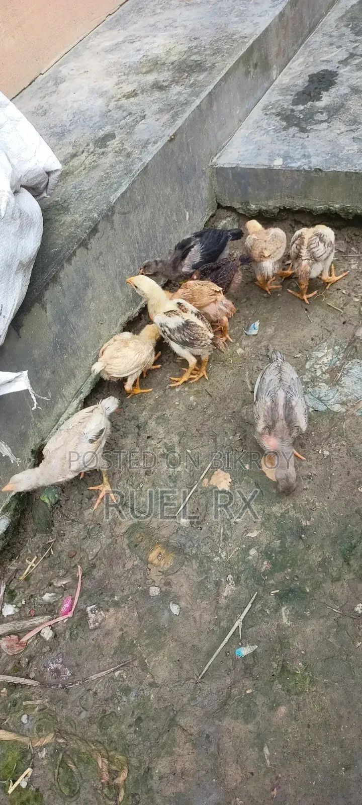 কিছু আসিল শর্টনলের বাচ্চা হাত বদল হবে