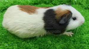 Rabbits and Guinea Pig Sale