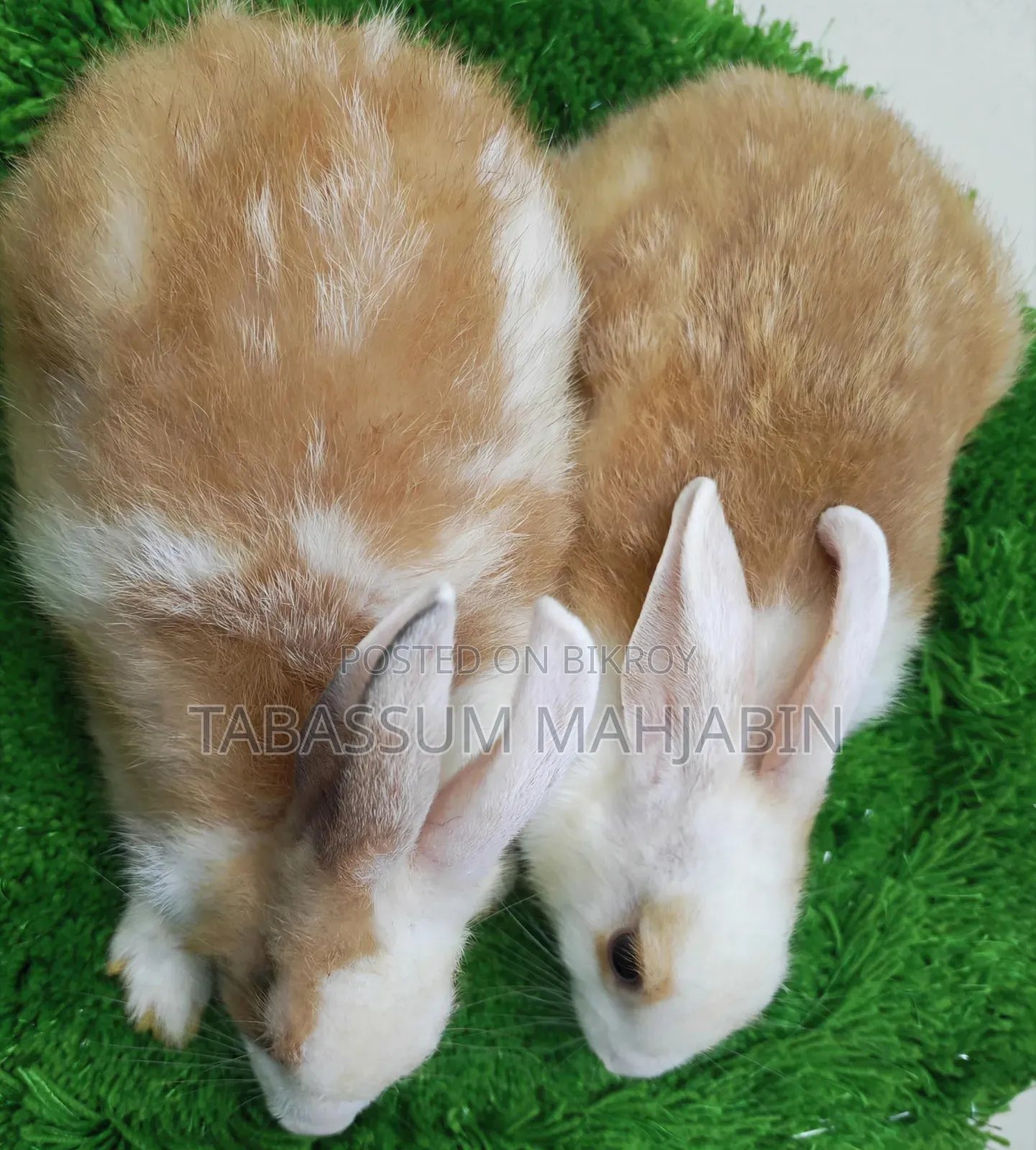 Rabbits and Guinea Pig Sale