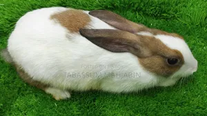 Rabbits and Guinea Pig Sale