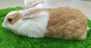 Rabbits and Guinea Pig Sale