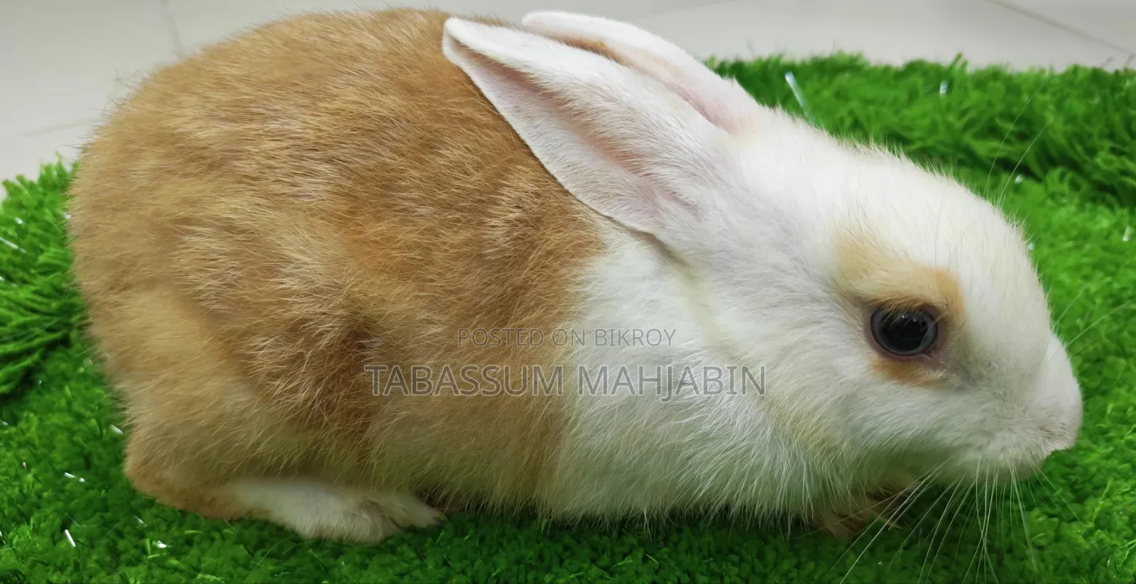 Rabbits and Guinea Pig Sale