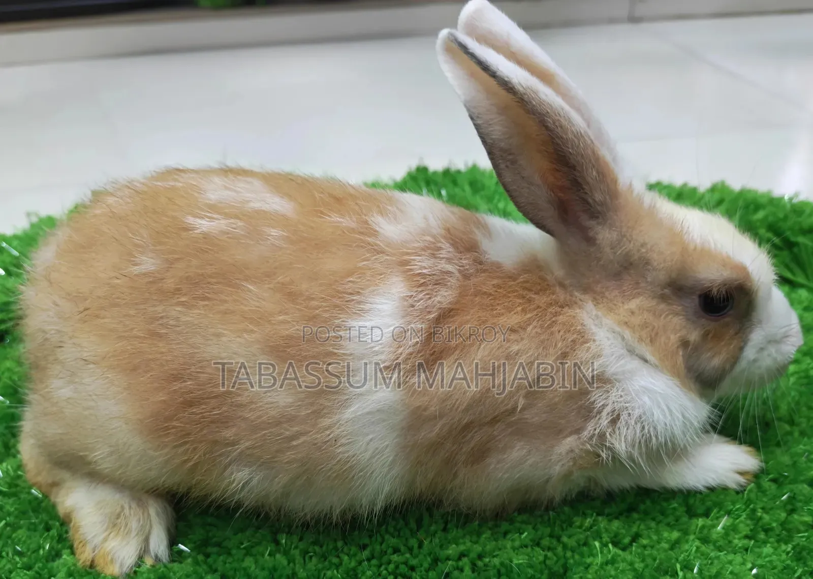 Rabbits and Guinea Pig Sale