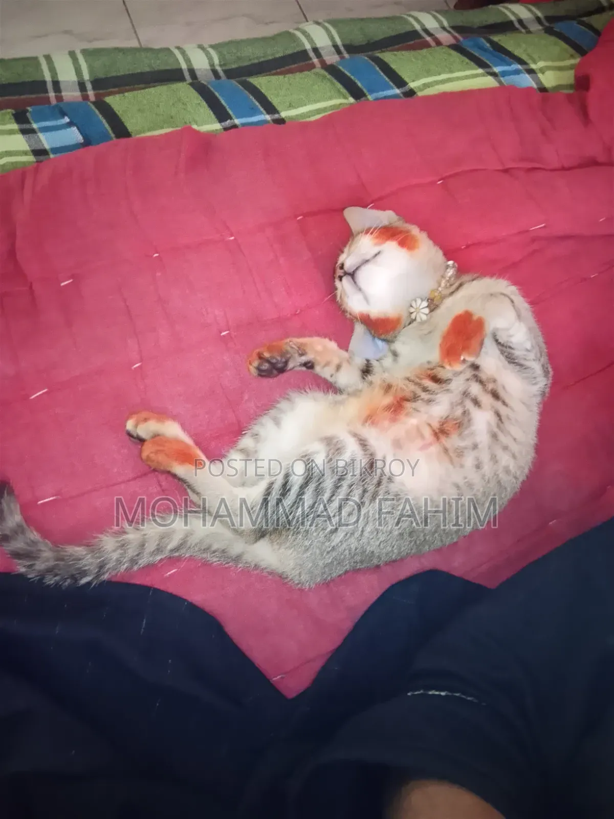 1-3 Months Female Purebred Bengal Cat