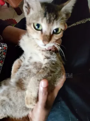 1-3 Months Female Purebred Bengal Cat