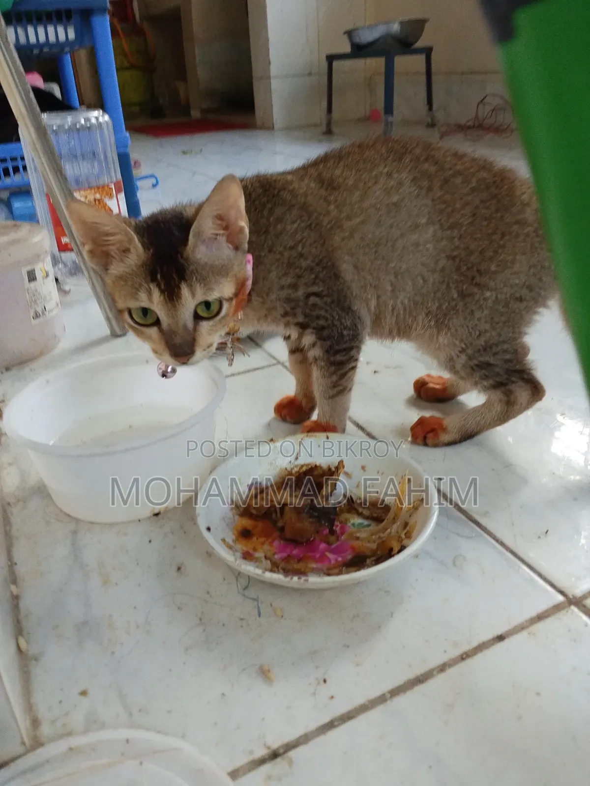 1-3 Months Female Purebred Bengal Cat