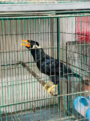 ময়না পাখি