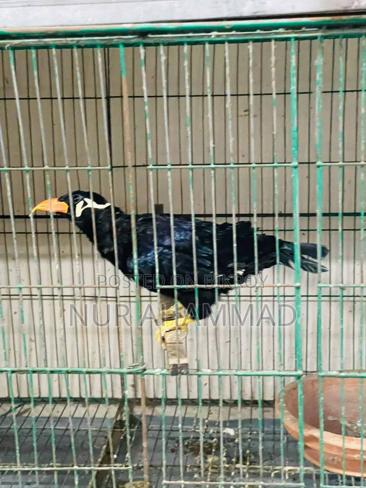 ময়না পাখি