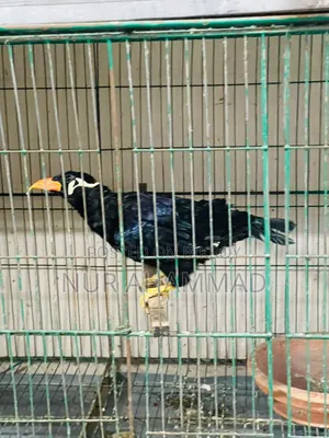 ময়না পাখি