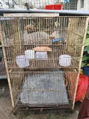 Two-Compartment Pigeon Cage