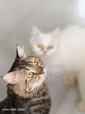 1+ Year Female Purebred Persian