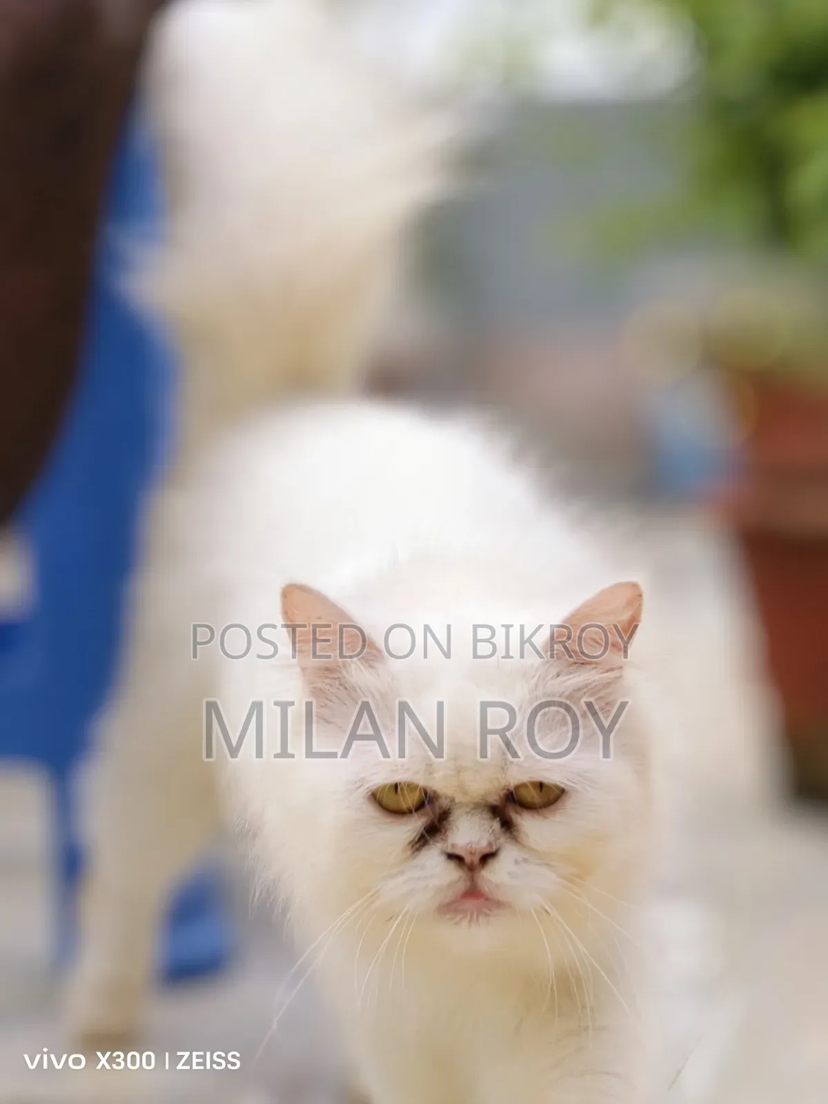 1+ Year Female Purebred Persian