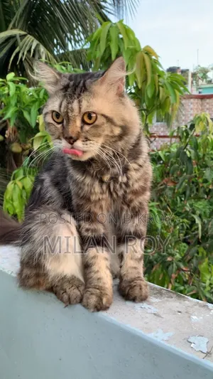 1+ Year Female Purebred Persian