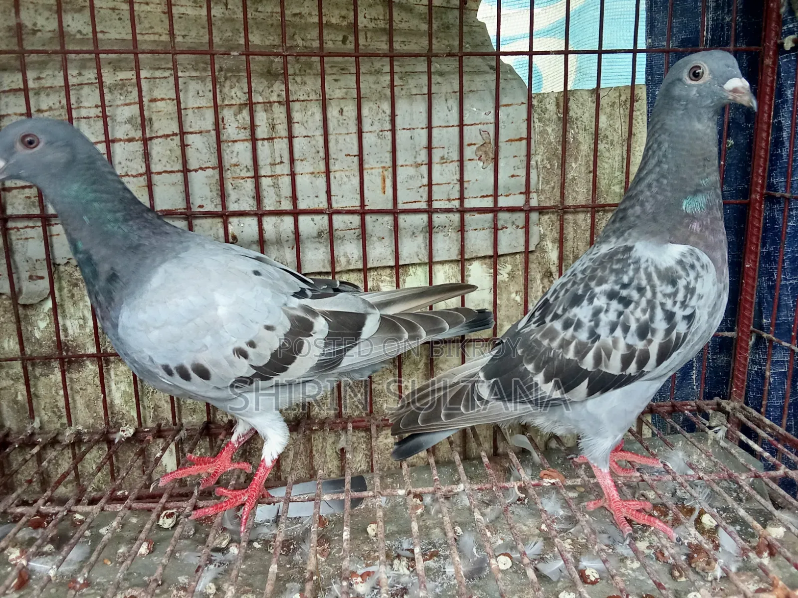 Pigeon for Sale