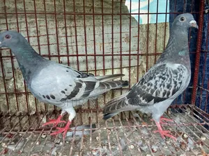 Pigeon for Sale