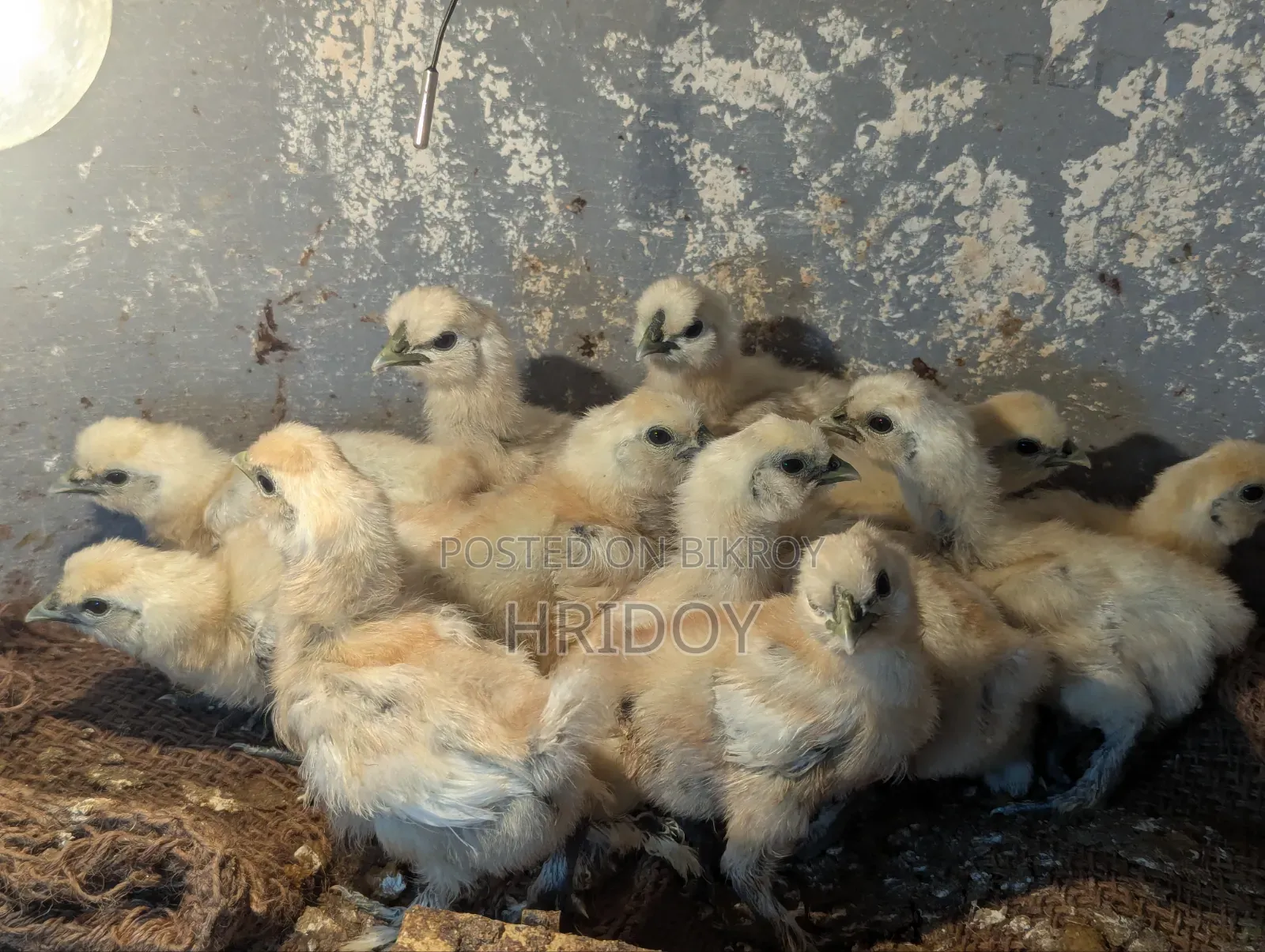 Silkie Chicken Chick