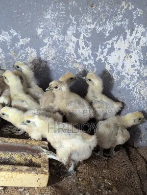 Silkie Chicken Chick