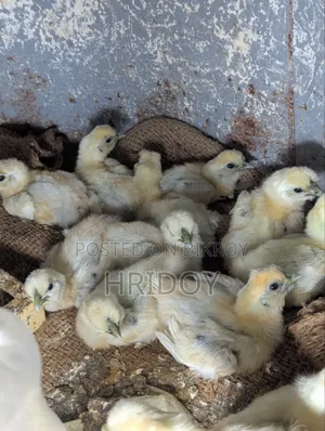 Silkie Chicken Chick
