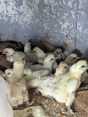 Silkie Chicken Chick