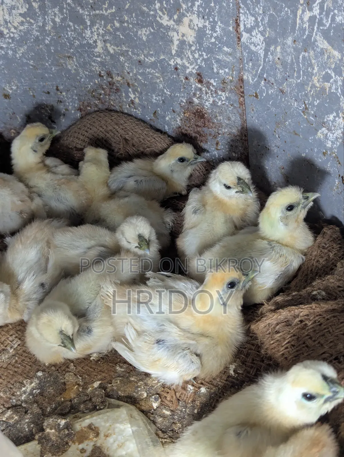 Silkie Chicken Chick