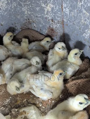 Silkie Chicken Chick