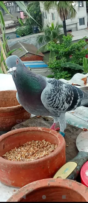 Pigeon for Sale