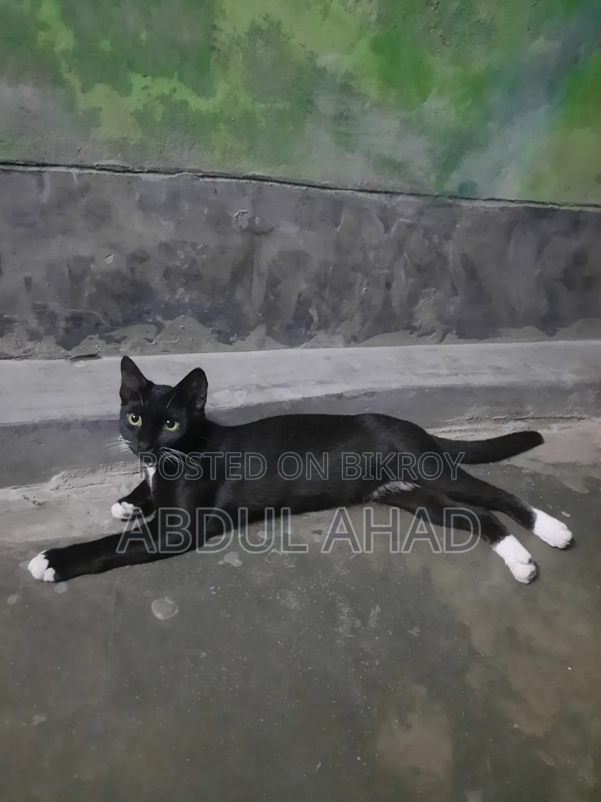 ৬-১২ মাস বয়সী ফিমেল মিক্সড ব্রিড পার্সিয়ান