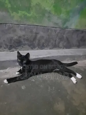 ৬-১২ মাস বয়সী ফিমেল মিক্সড ব্রিড পার্সিয়ান