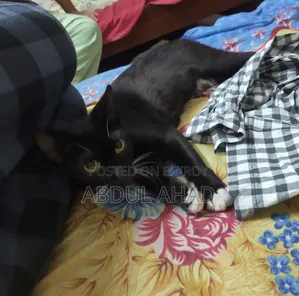 ৬-১২ মাস বয়সী ফিমেল মিক্সড ব্রিড পার্সিয়ান