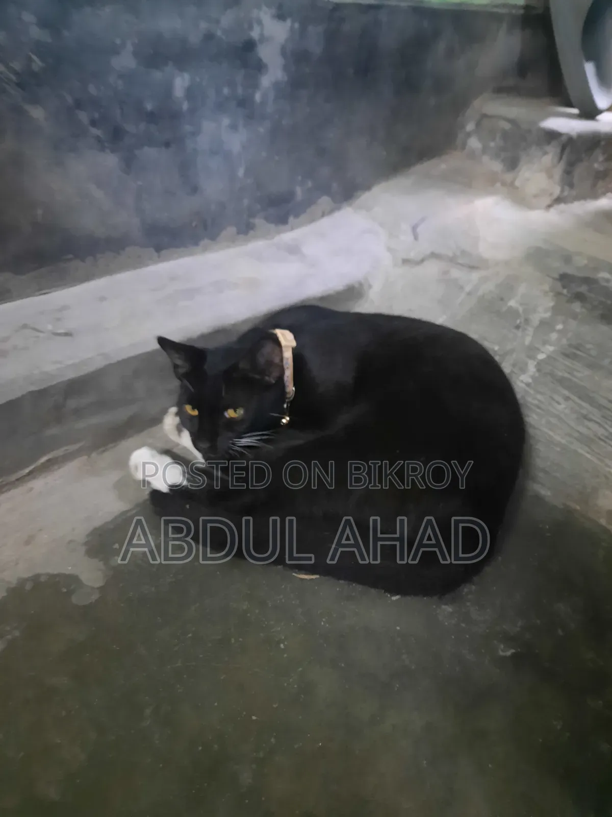 ৬-১২ মাস বয়সী ফিমেল মিক্সড ব্রিড পার্সিয়ান