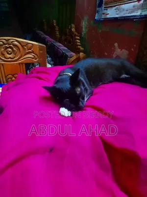 ৬-১২ মাস বয়সী ফিমেল মিক্সড ব্রিড পার্সিয়ান