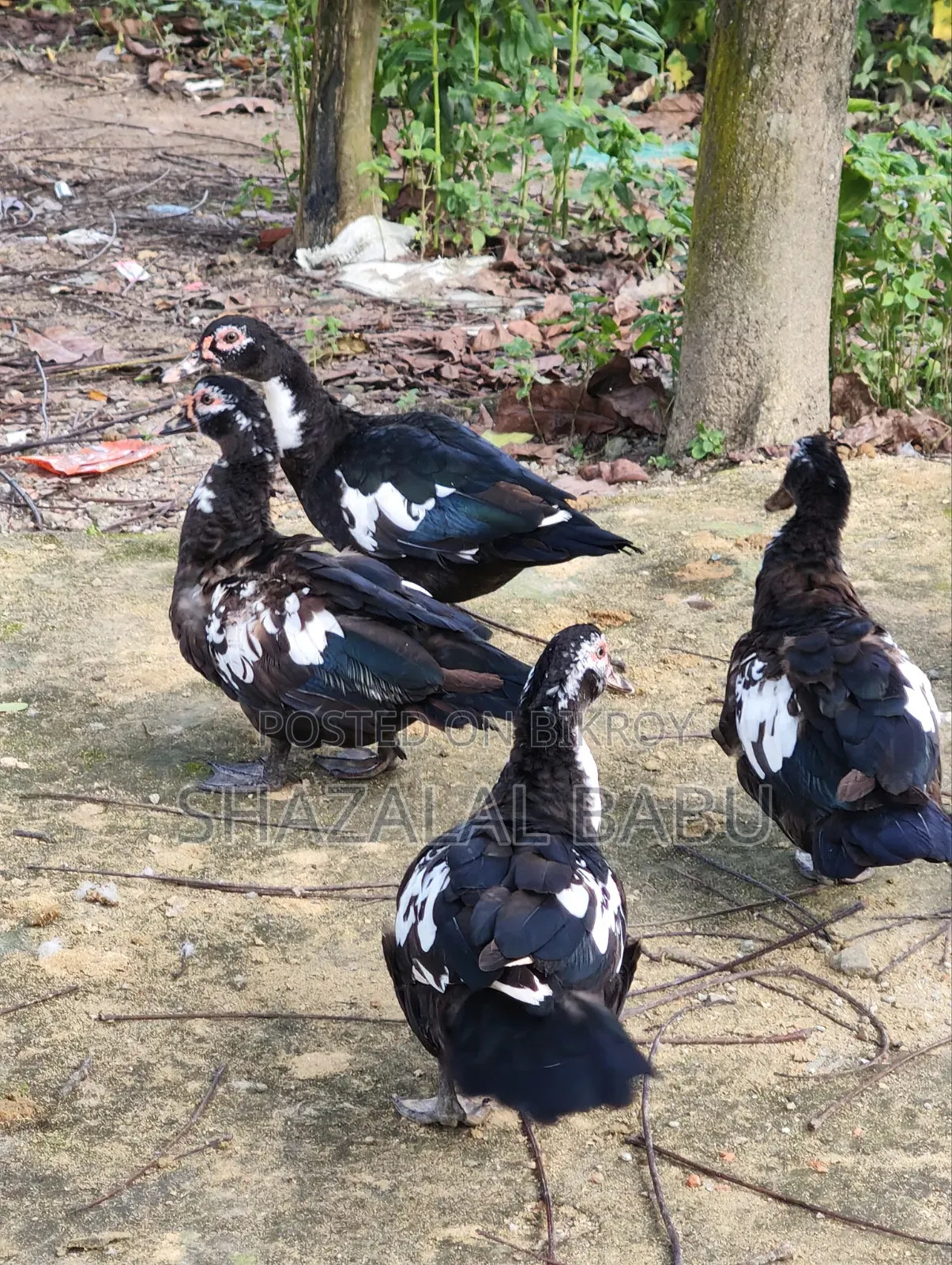 7 Chinese Ducks