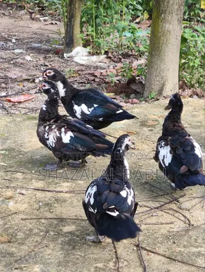 7 Chinese Ducks
