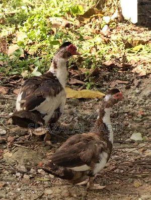7 Chinese Ducks
