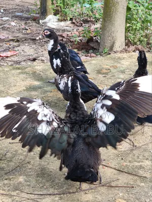 7 Chinese Ducks