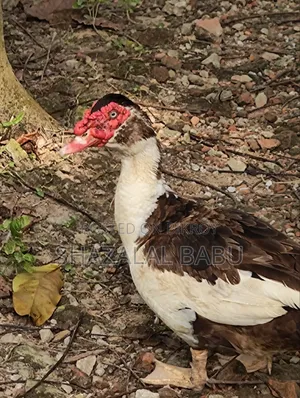 7 Chinese Ducks